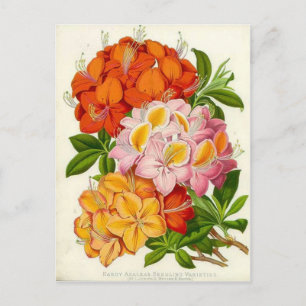 Carte Postale Hardy Azaleas par Sir Joseph Paxton