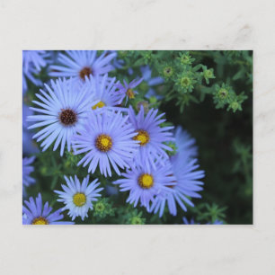 Carte Postale Hardy Blue Aster # 3