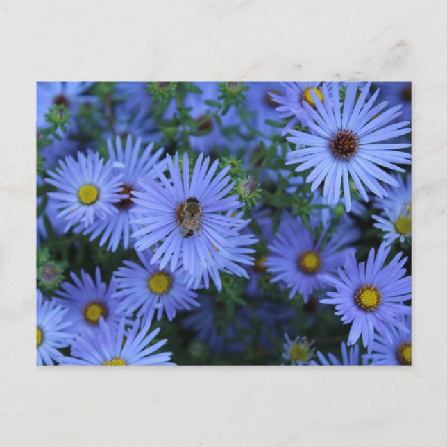 Carte Postale Hardy Blue Aster # 5 (Devant)