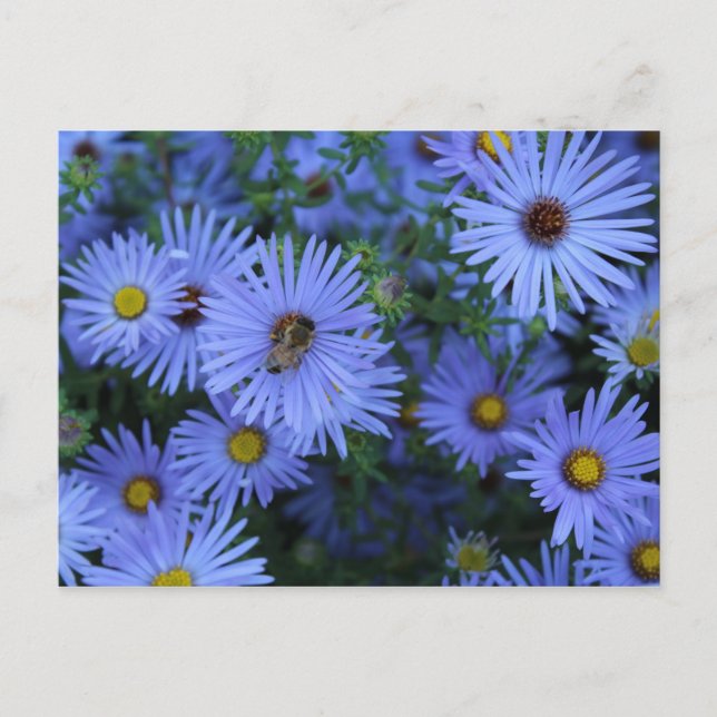 Carte Postale Hardy Blue Aster # 6 (Devant)