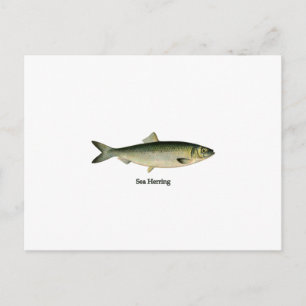 Carte Postale Hareng