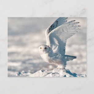 Carte Postale Harfang des neiges décollant de la neige