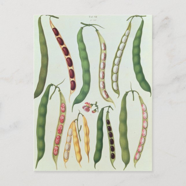 Carte Postale Haricots (Devant)