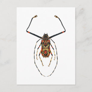 Carte Postale Harlequin Beetle