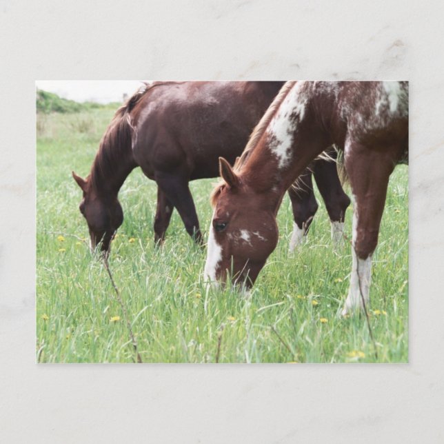 Carte postale Harley & Sugar Graing (Devant)