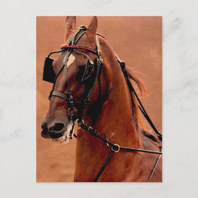 Carte Postale Harnais de plaisance Saddlebred Art numérique (Devant)