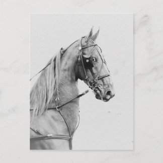 Carte Postale Harnais fin saddlebred