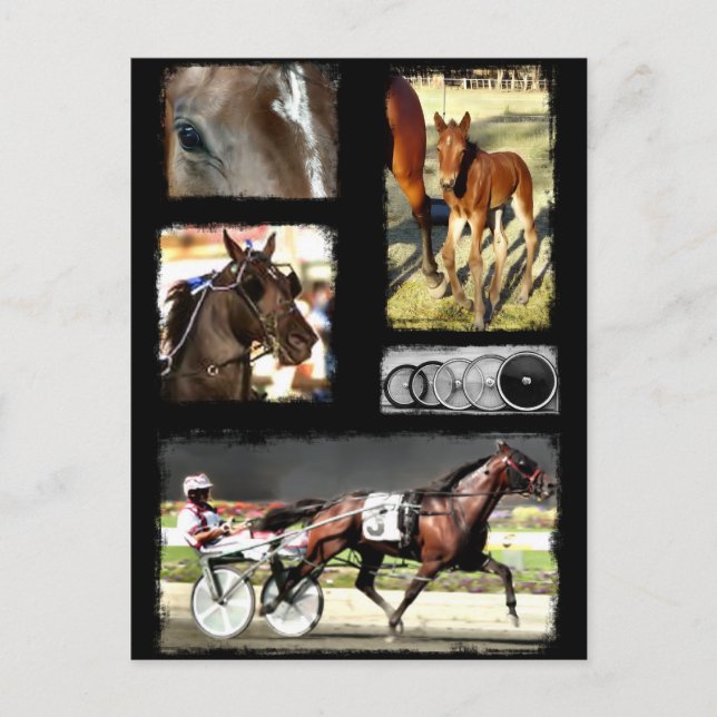 Carte Postale Harnais Racing Sport (Devant)