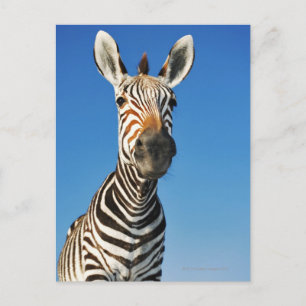 Carte Postale Harnas Wildlife Sanctuary, Namibie, Sud