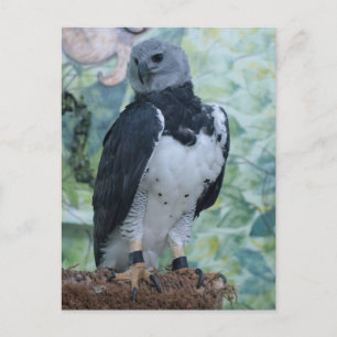 Carte Postale Harpy Eagle