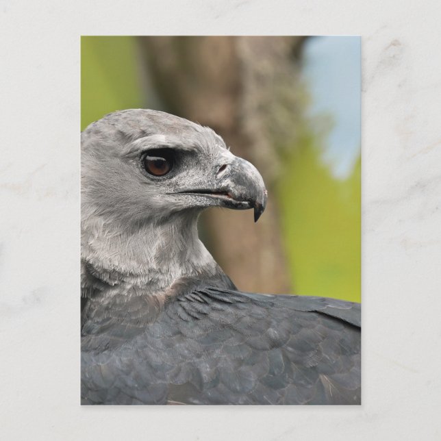Carte Postale Harpy Eagle 1.JPG (Devant)