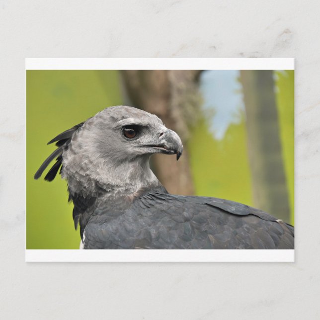 Carte Postale Harpy Eagle 1.JPG (Devant)