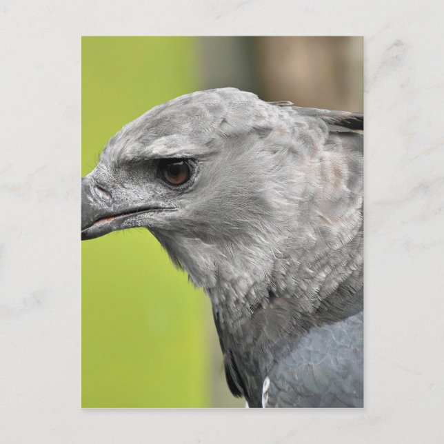 Carte Postale Harpy Eagle 2.JPG (Devant)