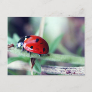 Carte postale "Harriet"