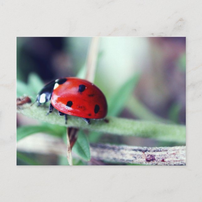 Carte postale "Harriet" (Devant)