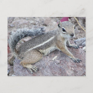 Carte Postale Harris Antelope Squirrel