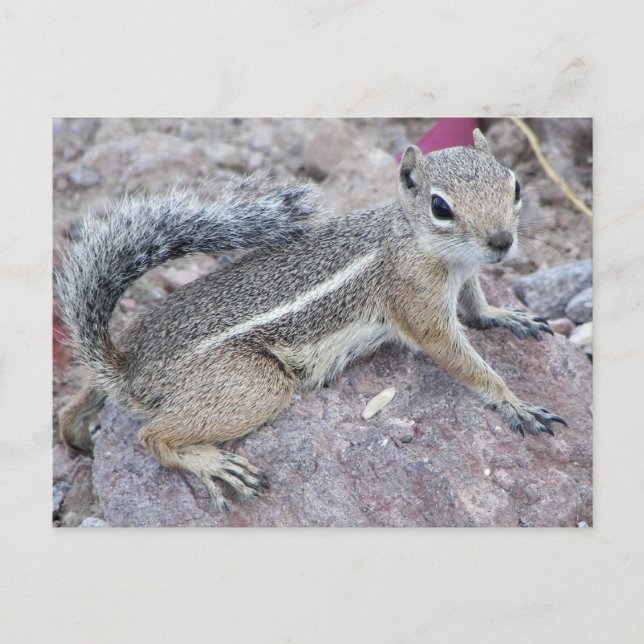 Carte Postale Harris Antelope Squirrel (Devant)