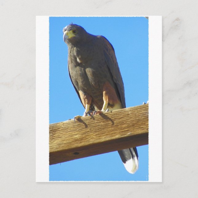 Carte Postale Harris Hawk (Devant)