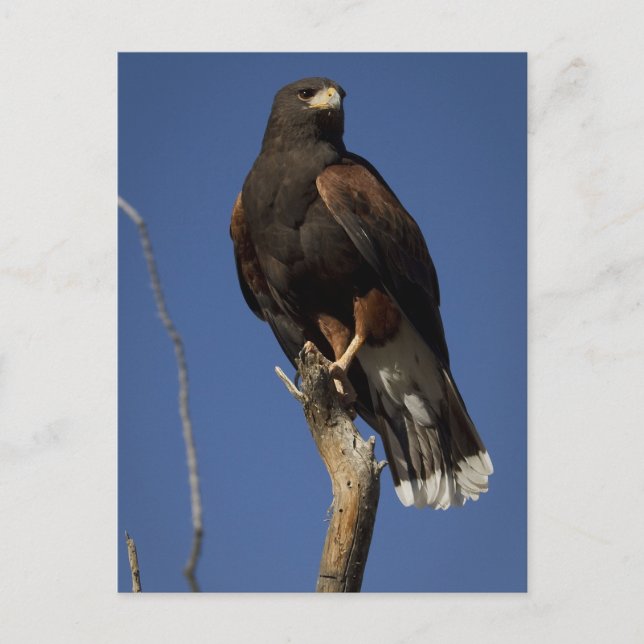 Carte Postale Harris Hawk 1 (Devant)