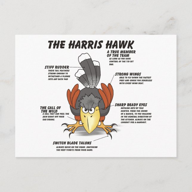 Carte Postale Harris Hawk Cartoon (Devant)