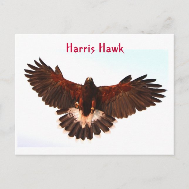 Carte postale Harris Hawk Flying (Devant)