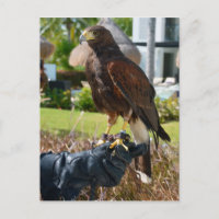 Harris's Hawk on Falconer's Glove, Cancun, Mexique