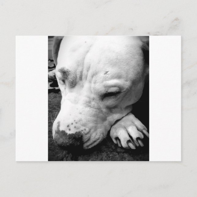 Carte Postale harry potier cicatrice chien blanc pit bull (Devant)