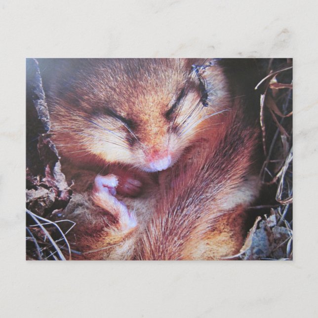 Carte Postale Haselmaus-Postkarte (Devant)