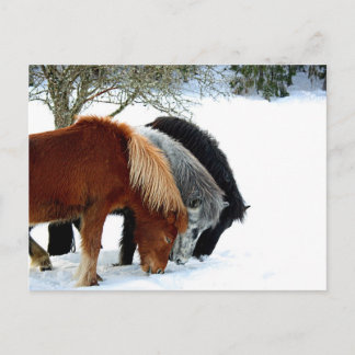 Carte Postale Hästar