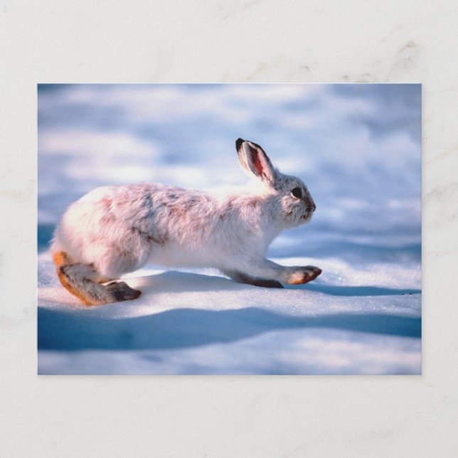 Carte Postale Hâte blanche (Devant)