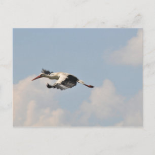 Carte Postale Haut dans le ciel