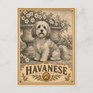 Carte Postale Havanais, Chien du Patrimoine Vintage