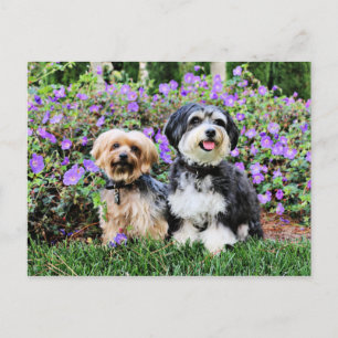 Carte Postale Havanais - Lola & Yorkie - Molly
