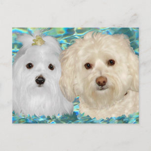 Carte Postale Havanais, maltais sur l'eau turquoise