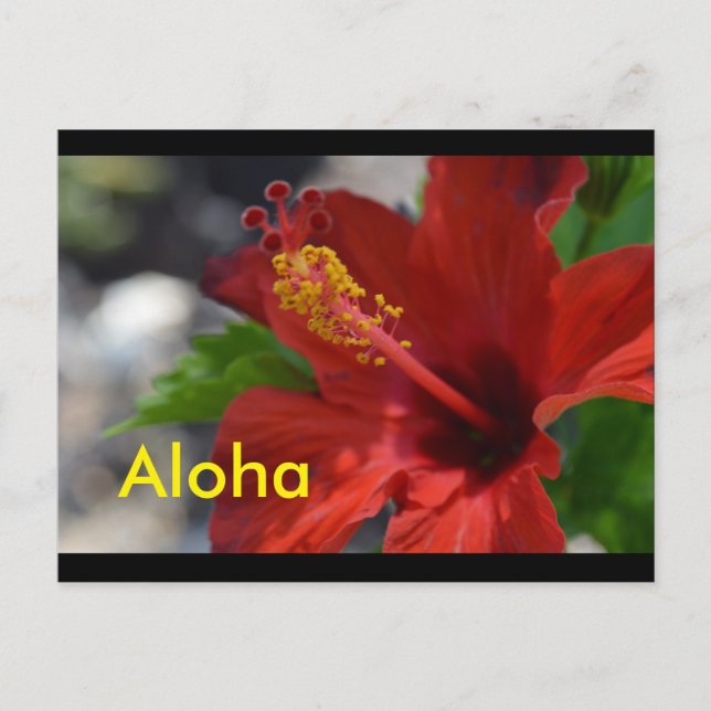 Carte postale Hawaii (Devant)