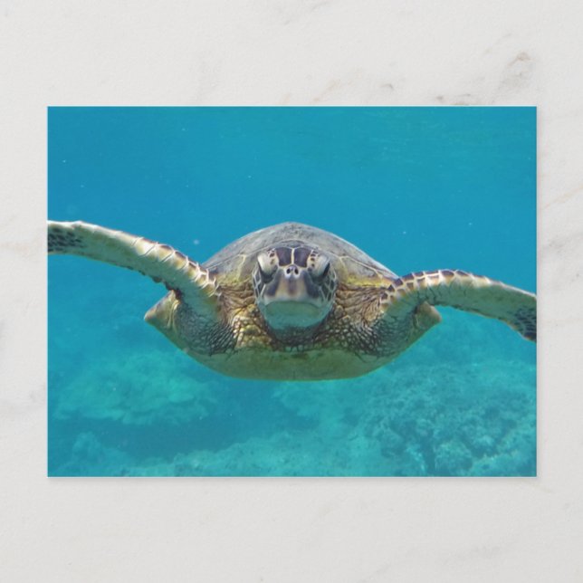 Carte Postale Hawaii Honu (Devant)