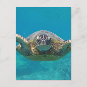 Carte Postale Hawaii Honu
