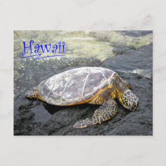 Carte Postale Hawaii - Honu