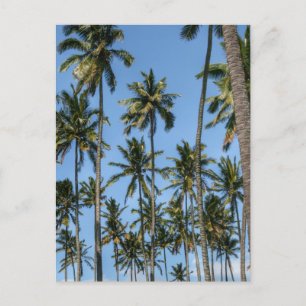 Carte Postale Hawaii Island Travel Plage Exotique Palmiers