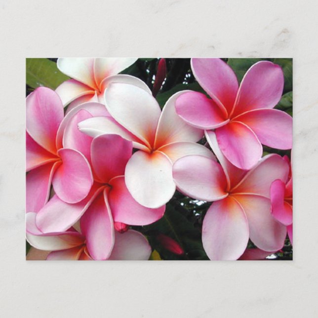 Carte postale Hawaii Pink Plumeria (Devant)