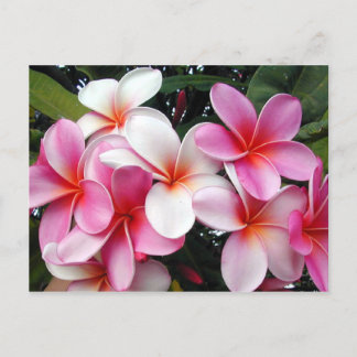 Carte postale Hawaii Pink Plumeria