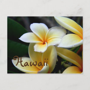 Carte Postale Hawaii Plumeria