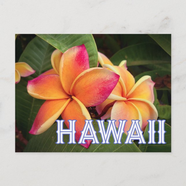  Carte postale Hawaii Travel  (Devant)