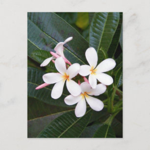 Carte Postale Hawaii Tropical Blanc, Rose, Jaune, Plumeria