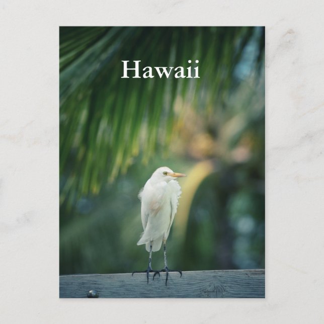Carte postale Hawaii White Heron (Devant)