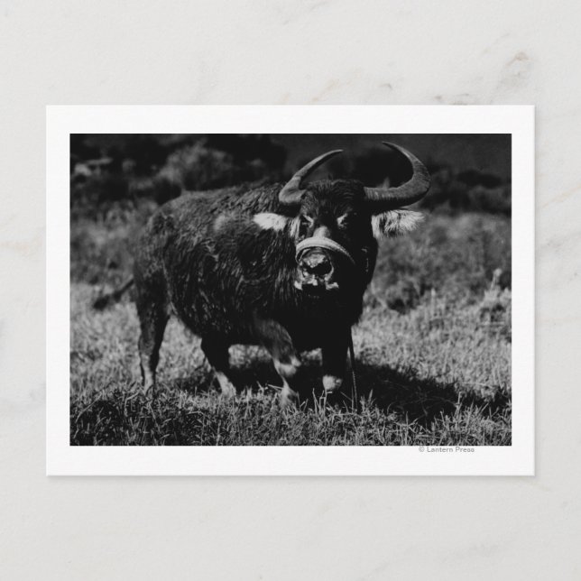 Carte Postale HawaiiA Water Buffalo Photo Hawaii (Devant)