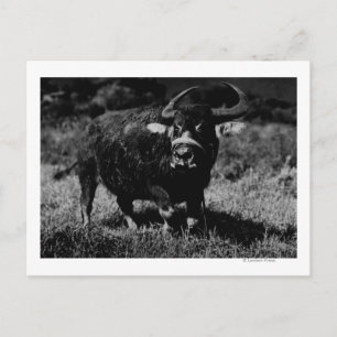 Carte Postale HawaiiA Water Buffalo Photo Hawaii