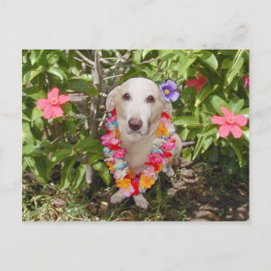 Carte postale Hawaiian Myrtie