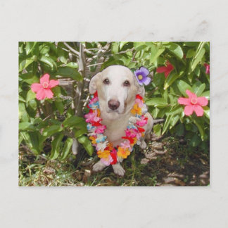 Carte postale Hawaiian Myrtie