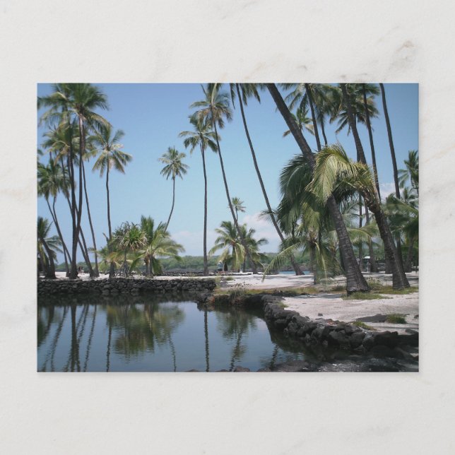 Carte Postale Hawaiian Oasis (Devant)